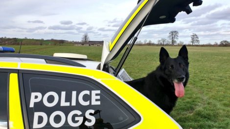 Police Dog Buzz ready for action