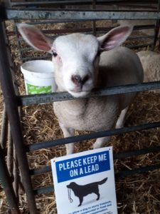 Jack the lamb says 'Please keep your dog on a lead'