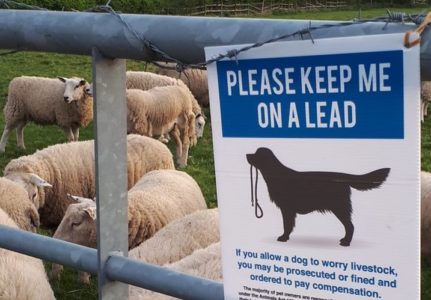 Please keep me on a lead sign for dogs near sheep farm