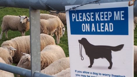 Please keep me on a lead sign for dogs near sheep farm